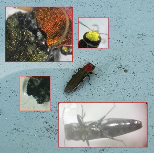 Agrilus sp.